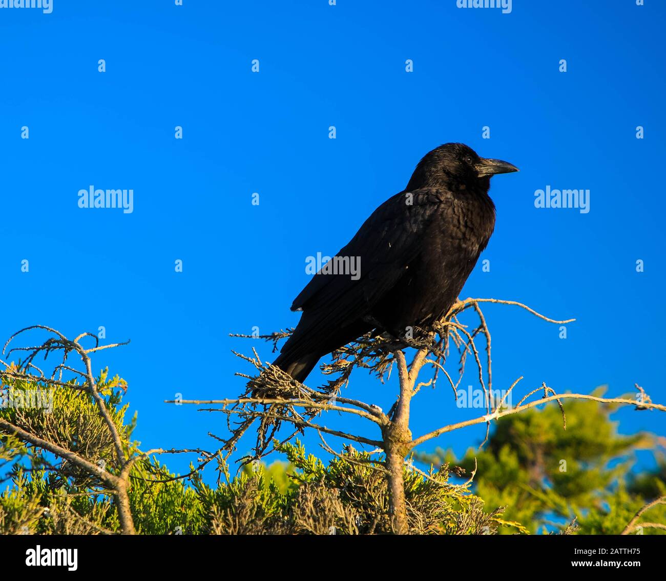 Close up raven sitting on hi-res stock photography and images - Alamy