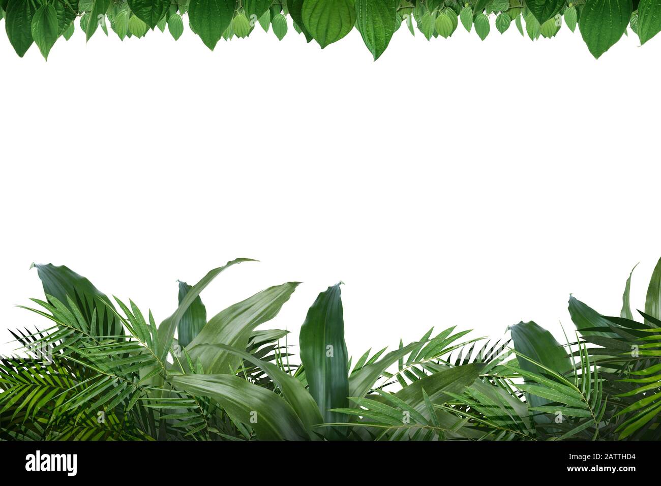The frame of green tropical leaves on white background Stock Photo - Alamy