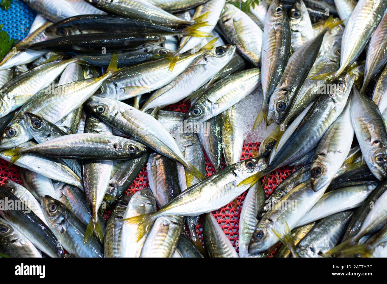 A lot of bluefish are photographed on the bench. Close-up. Stock Photo