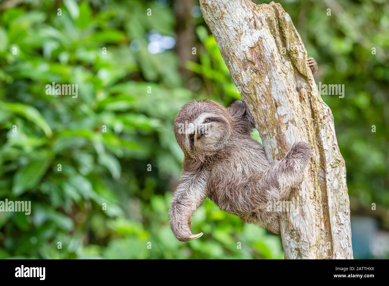 brown-throated sloth, Bradypus variegatus, Loreto, Peru, South America Stock Photo
