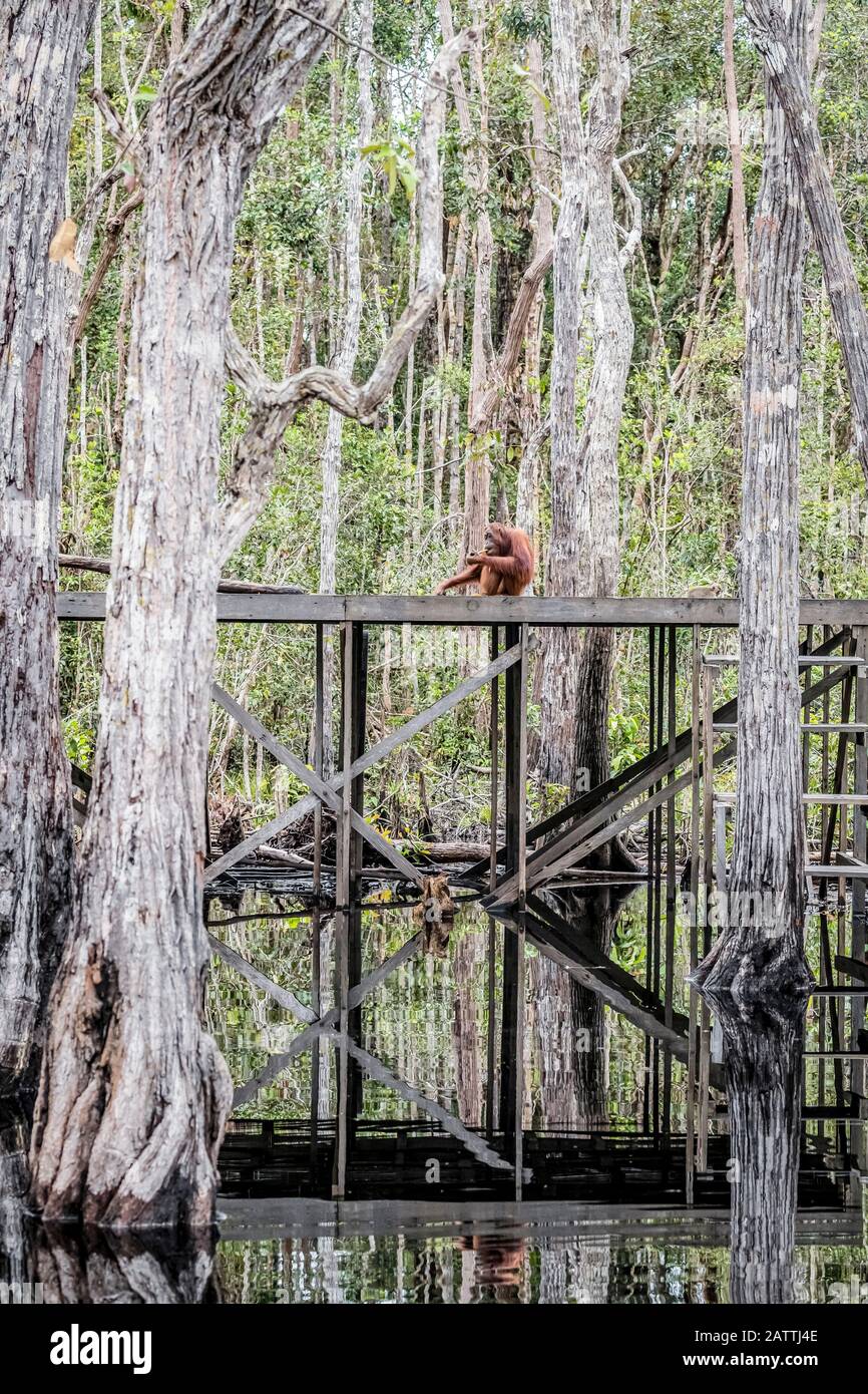 Bornean orangutan, Pongo pygmaeus, near feeding platform, Buluh Kecil River, Borneo, Indonesia Stock Photo