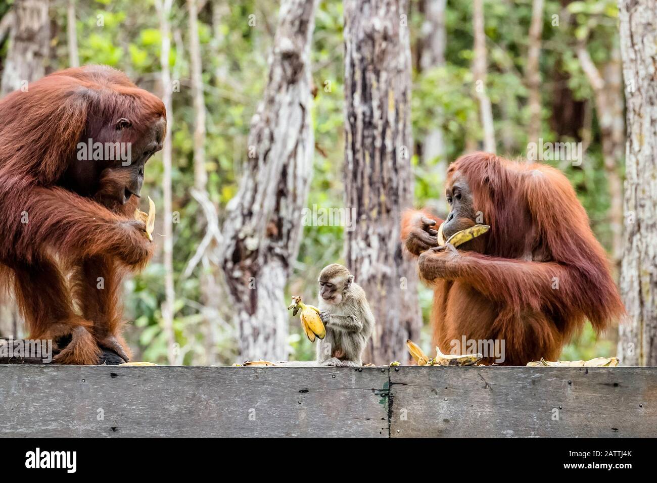 long-tailed macaque, Macaca fascicularis, with orangutan, Pongo pygmaeus, Borneo, Indonesia Stock Photo