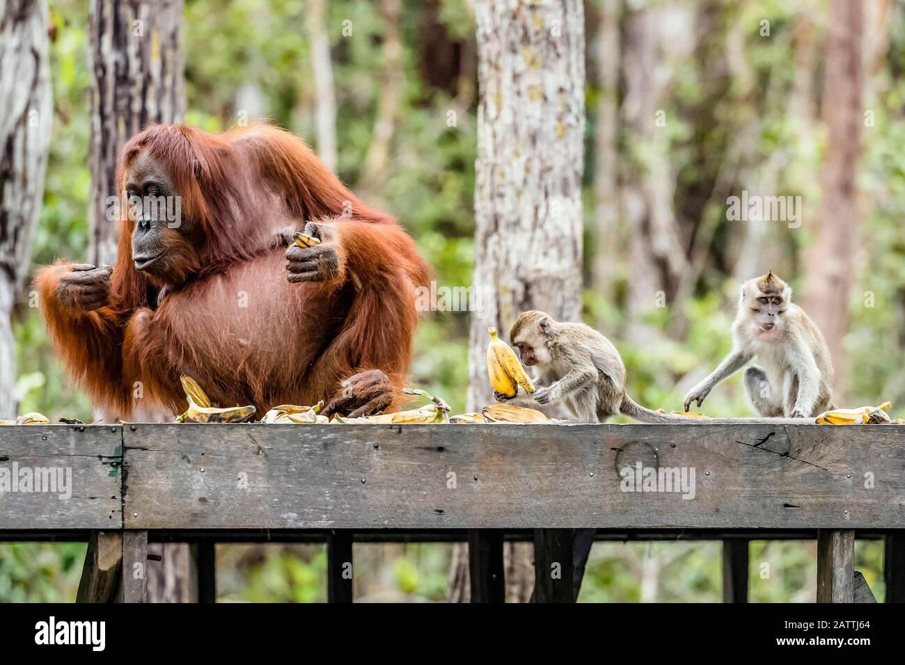 long-tailed macaques, Macaca fascicularis, with orangutan, Pongo pygmaeus, Borneo, Indonesia Stock Photo