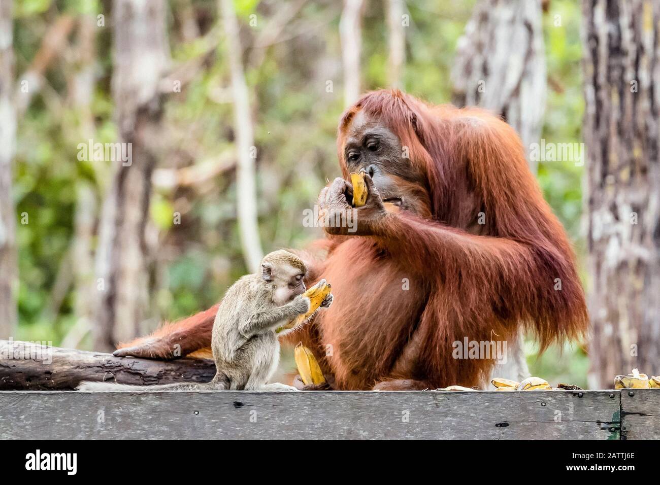 long-tailed macaque, Macaca fascicularis, with orangutan, Pongo pygmaeus, Borneo, Indonesia Stock Photo
