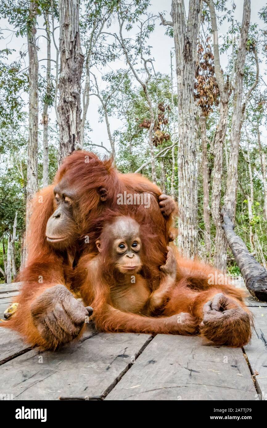 mother and baby Bornean orangutans, Pongo pygmaeus, Buluh Kecil River, Borneo, Indonesia Stock Photo