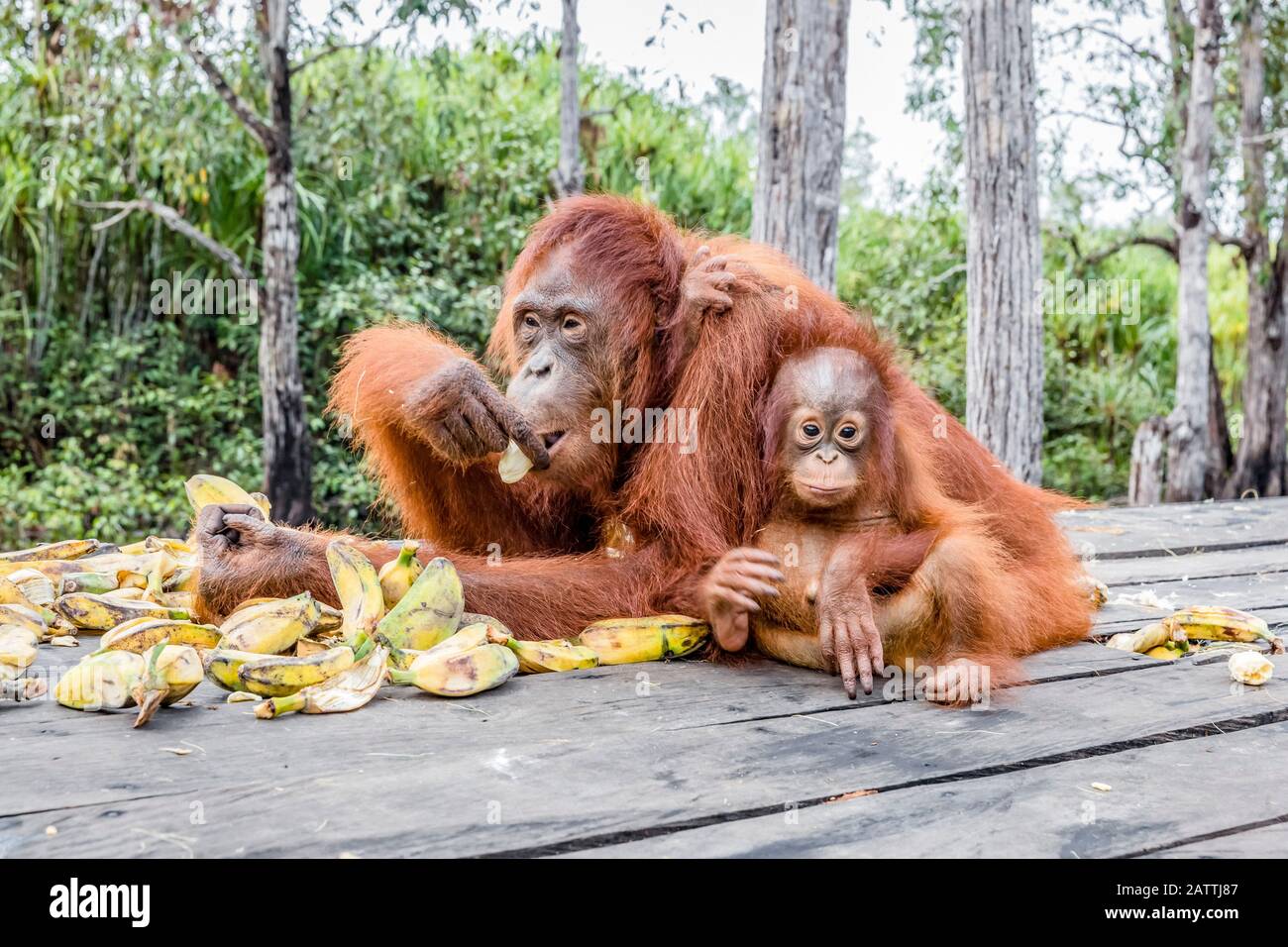 mother and baby Bornean orangutans, Pongo pygmaeus, Buluh Kecil River, Borneo, Indonesia Stock Photo
