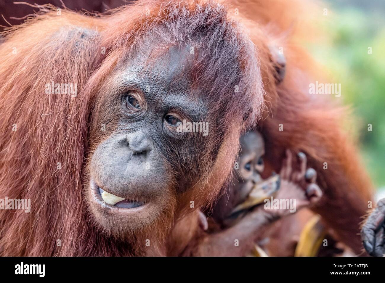 mother and baby Bornean orangutans, Pongo pygmaeus, Buluh Kecil River, Borneo, Indonesia Stock Photo