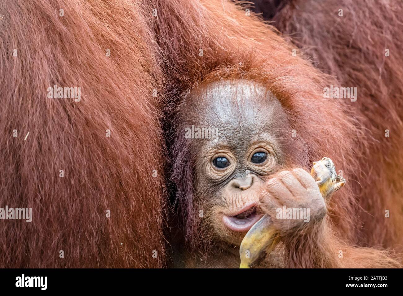 mother and baby Bornean orangutans, Pongo pygmaeus, Buluh Kecil River, Borneo, Indonesia Stock Photo