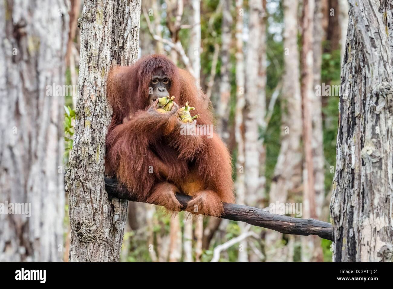 Bornean orangutans, Pongo pygmaeus, on feeding platform, Buluh Kecil River, Borneo, Indonesia Stock Photo