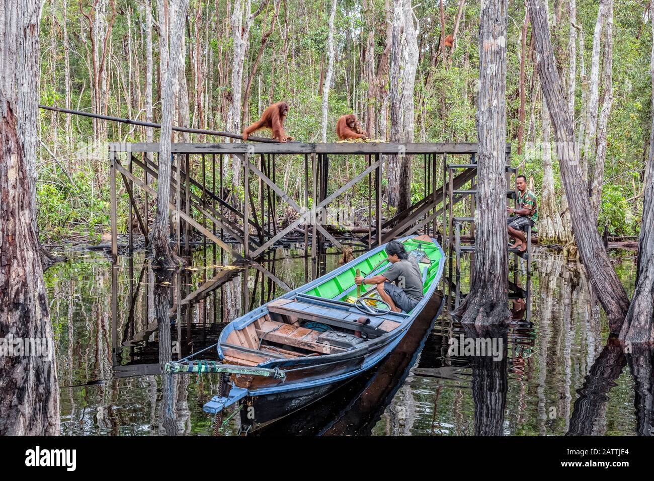 Bornean orangutans, Pongo pygmaeus, on feeding platform, Buluh Kecil River, Borneo, Indonesia Stock Photo