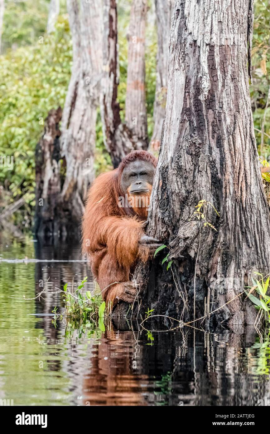 wild male Bornean orangutan, Pongo pygmaeus, on the Buluh Kecil River, Borneo, Indonesia Stock Photo