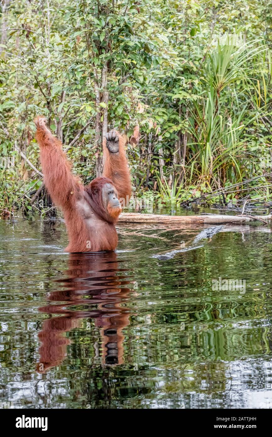wild male Bornean orangutan, Pongo pygmaeus, on the Buluh Kecil River, Borneo, Indonesia Stock Photo