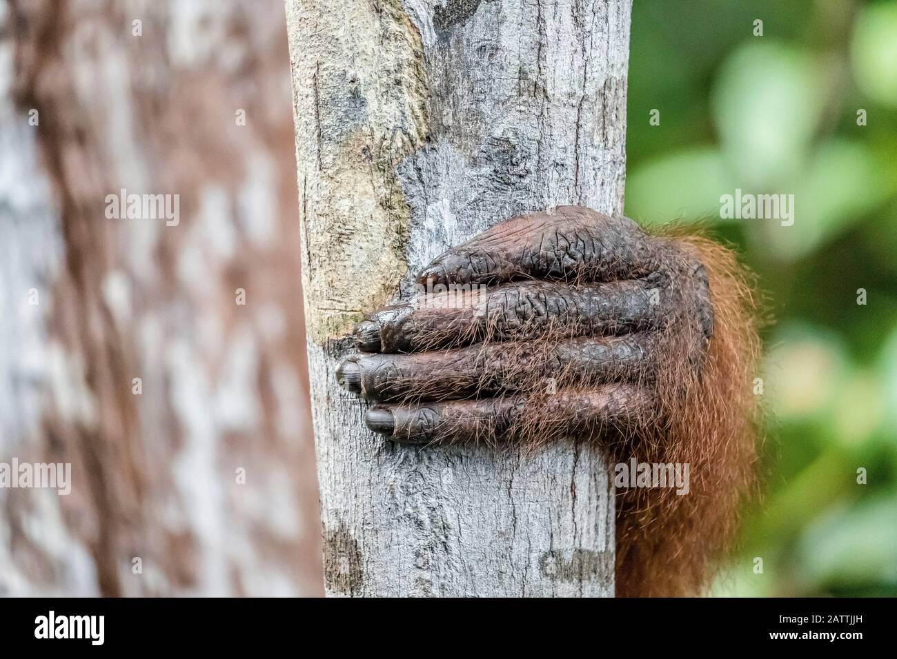 male Bornean orangutan hand, Pongo pygmaeus, at Camp Leakey dock, Borneo, Indonesia Stock Photo