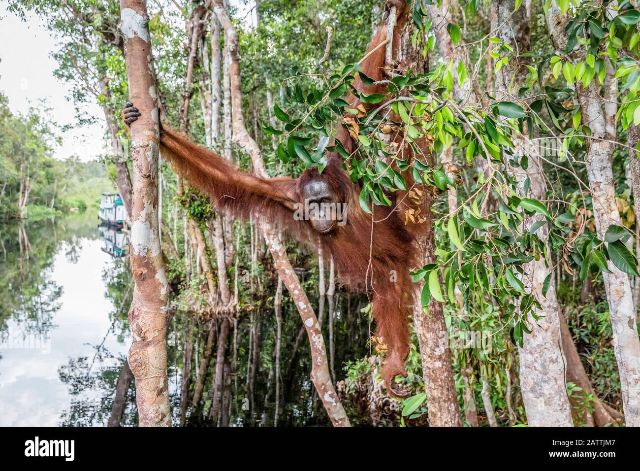 male Bornean orangutan, Pongo pygmaeus, at Camp Leakey dock, Borneo, Indonesia Stock Photo