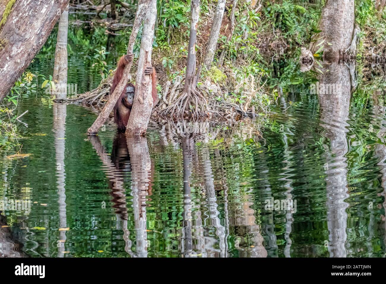 male Bornean orangutan, Pongo pygmaeus, at Camp Leakey dock, Borneo, Indonesia Stock Photo