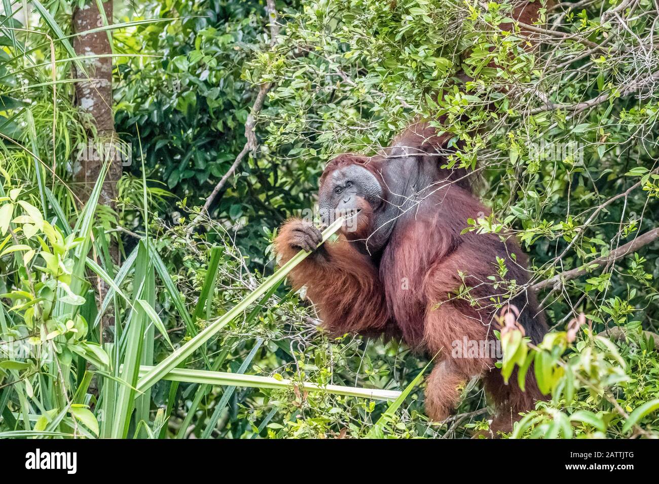 wild male Bornean orangutan, Pongo pygmaeus, on the Sekonyer River, Borneo, Indonesia Stock Photo