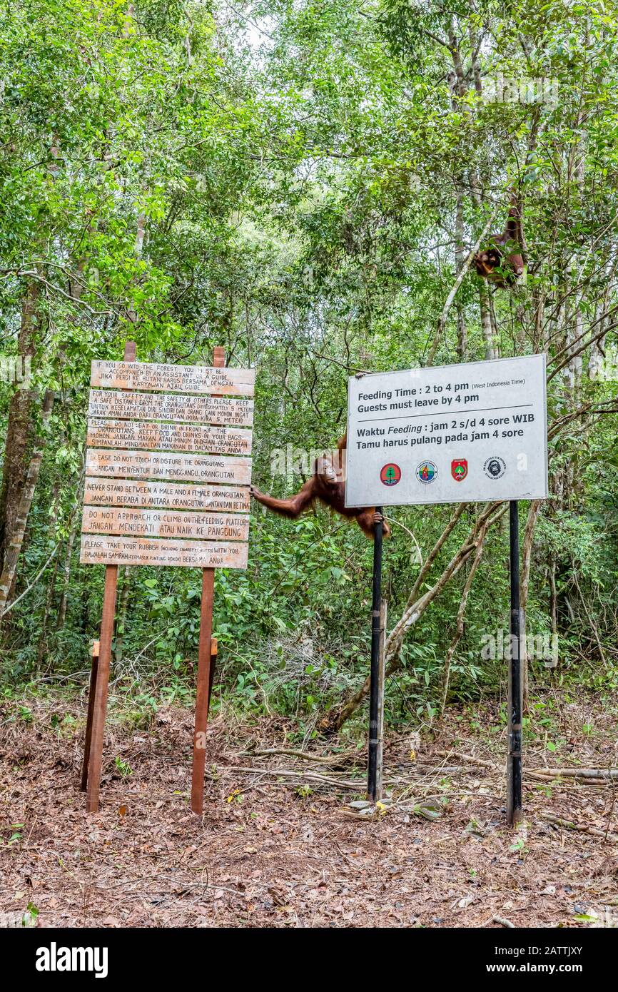 curious Bornean orangutans, Pongo pygmaeus, Camp Leakey feeding platform, Borneo, Indonesia Stock Photo