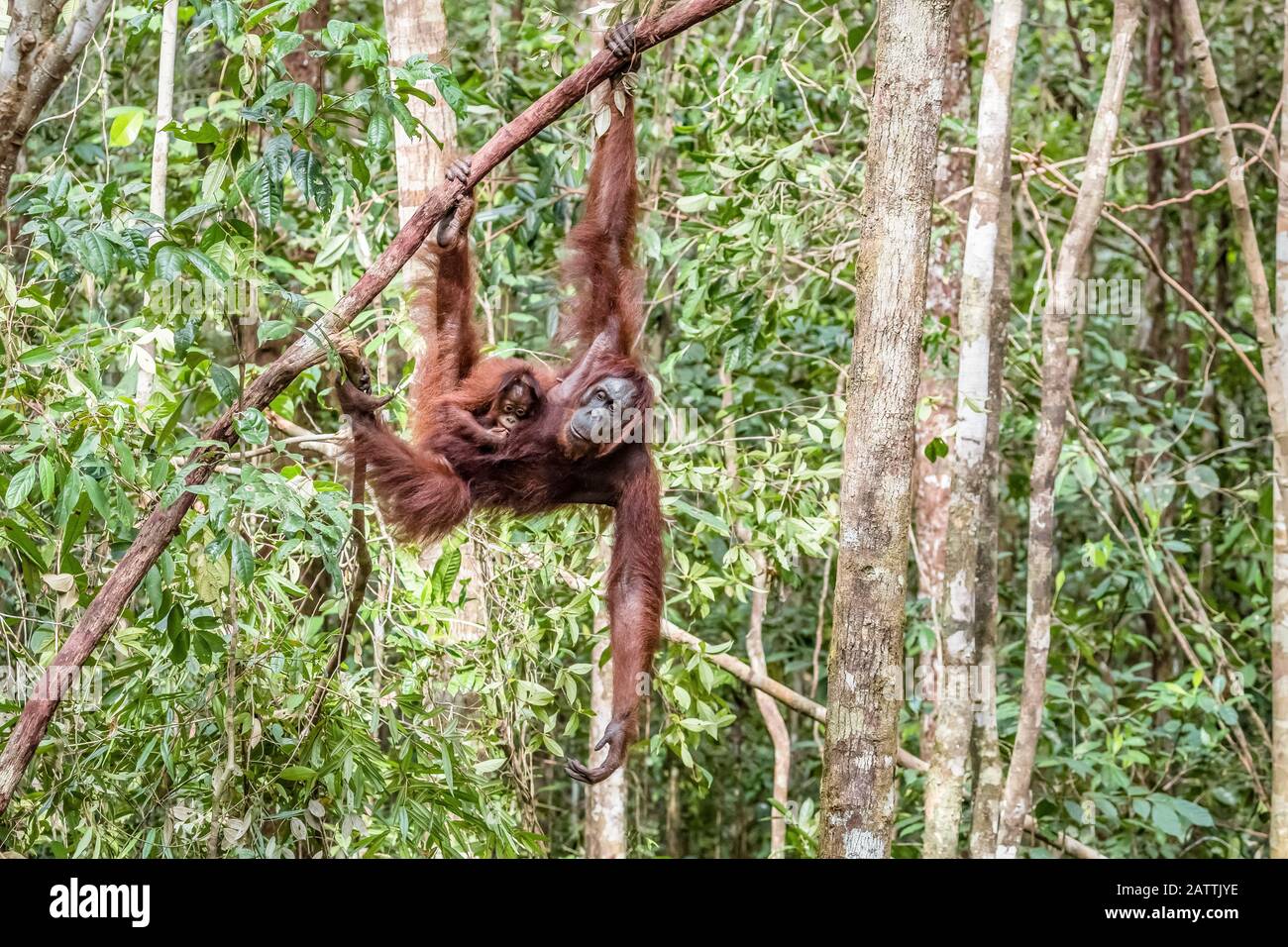 mother and baby Bornean orangutan, Pongo pygmaeus, at Camp Leakey, Borneo, Indonesia Stock Photo