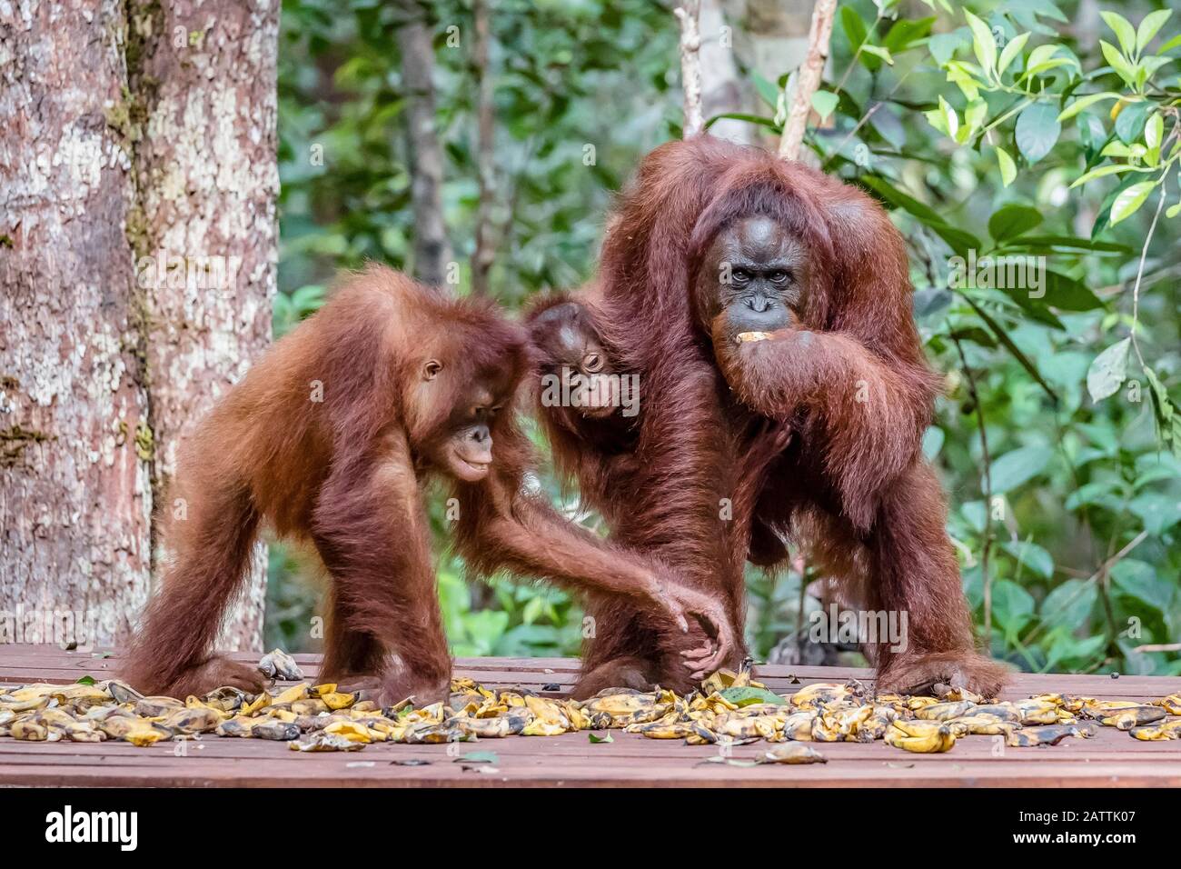 Bornean orangutans, Pongo pygmaeus, at Camp Leakey feeding platform, Borneo, Indonesia Stock Photo
