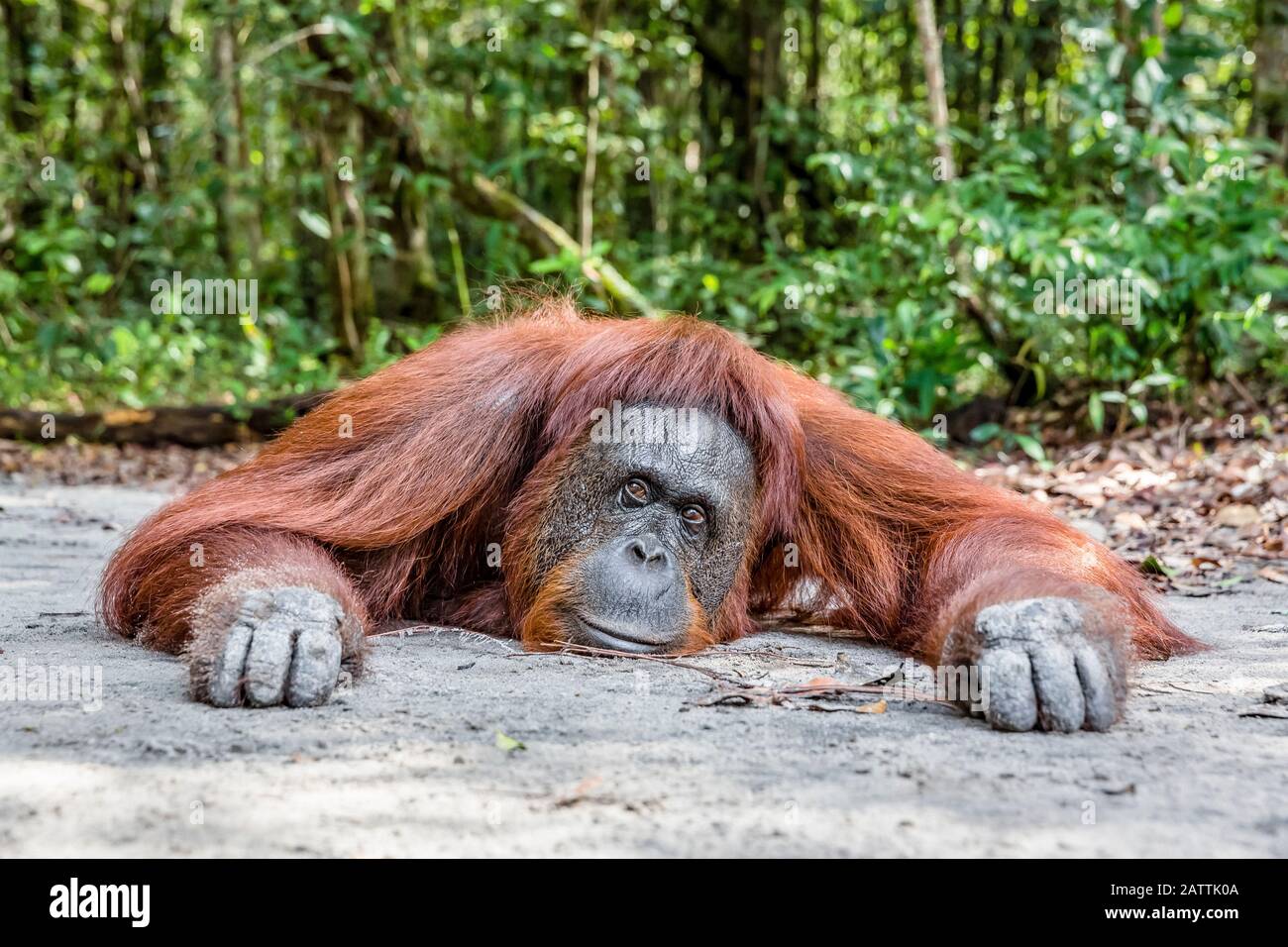 female Bornean orangutan, Pongo pygmaeus, at Camp Leakey, Borneo, Indonesia Stock Photo