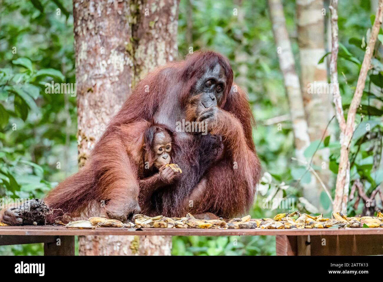 mother and baby Bornean orangutans, Pongo pygmaeus, Camp Leakey feeding platform, Borneo, Indonesia Stock Photo