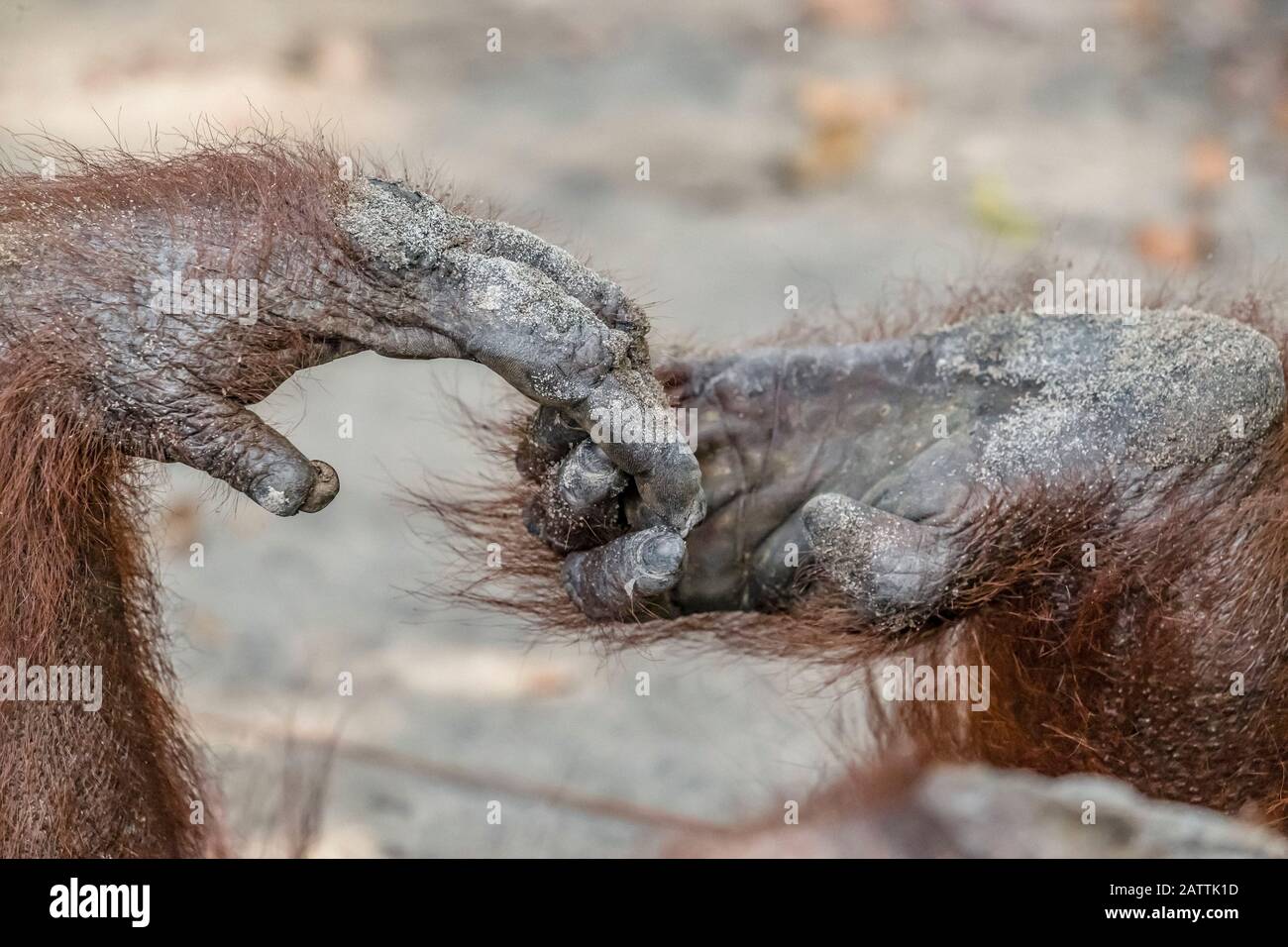 Bornean orangutan, Pongo pygmaeus, hand and foot detail, Camp Leakey, Borneo, Indonesia Stock Photo