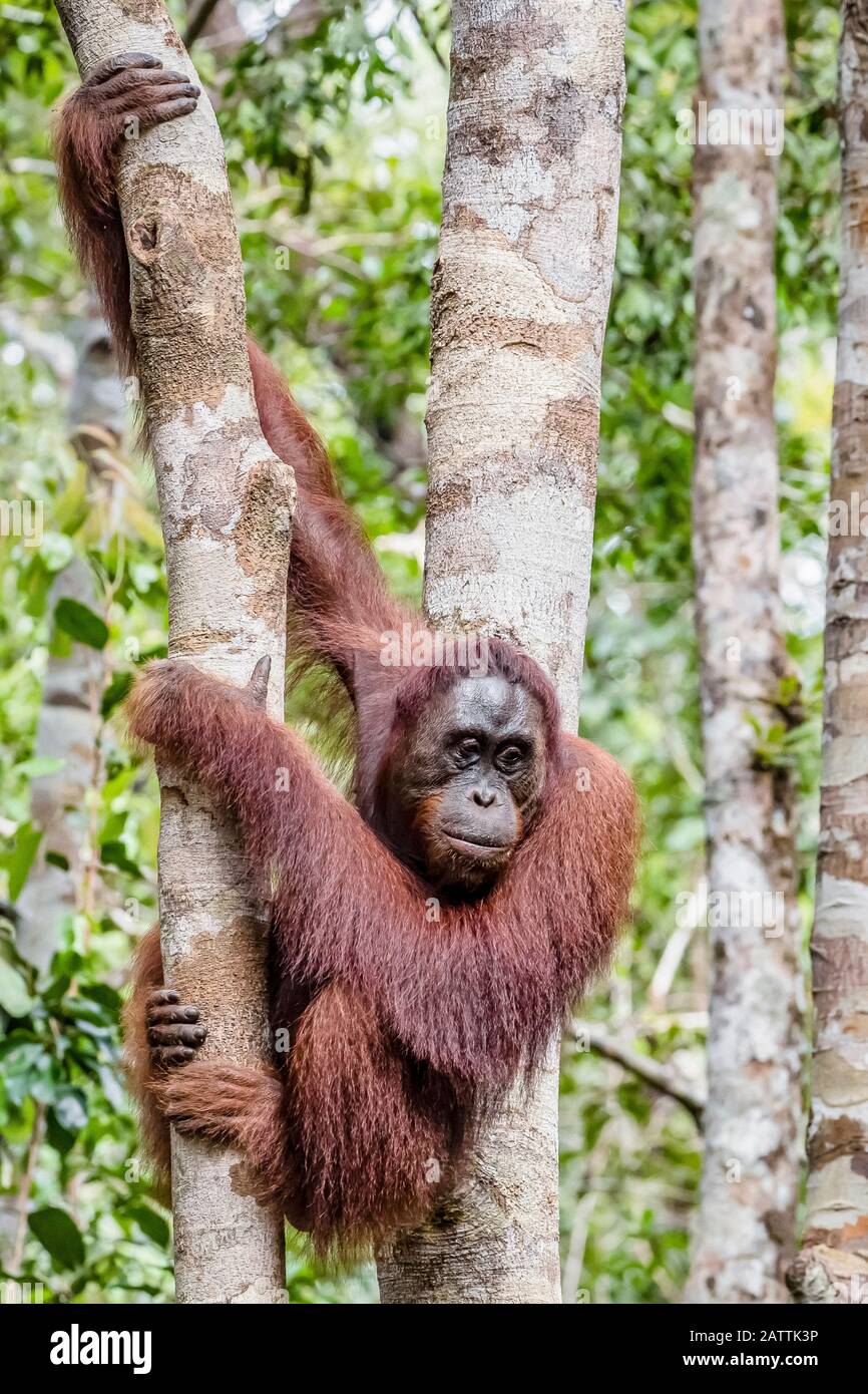 young Bornean orangutan, Pongo pygmaeus, at Camp Leakey, Borneo, Indonesia Stock Photo
