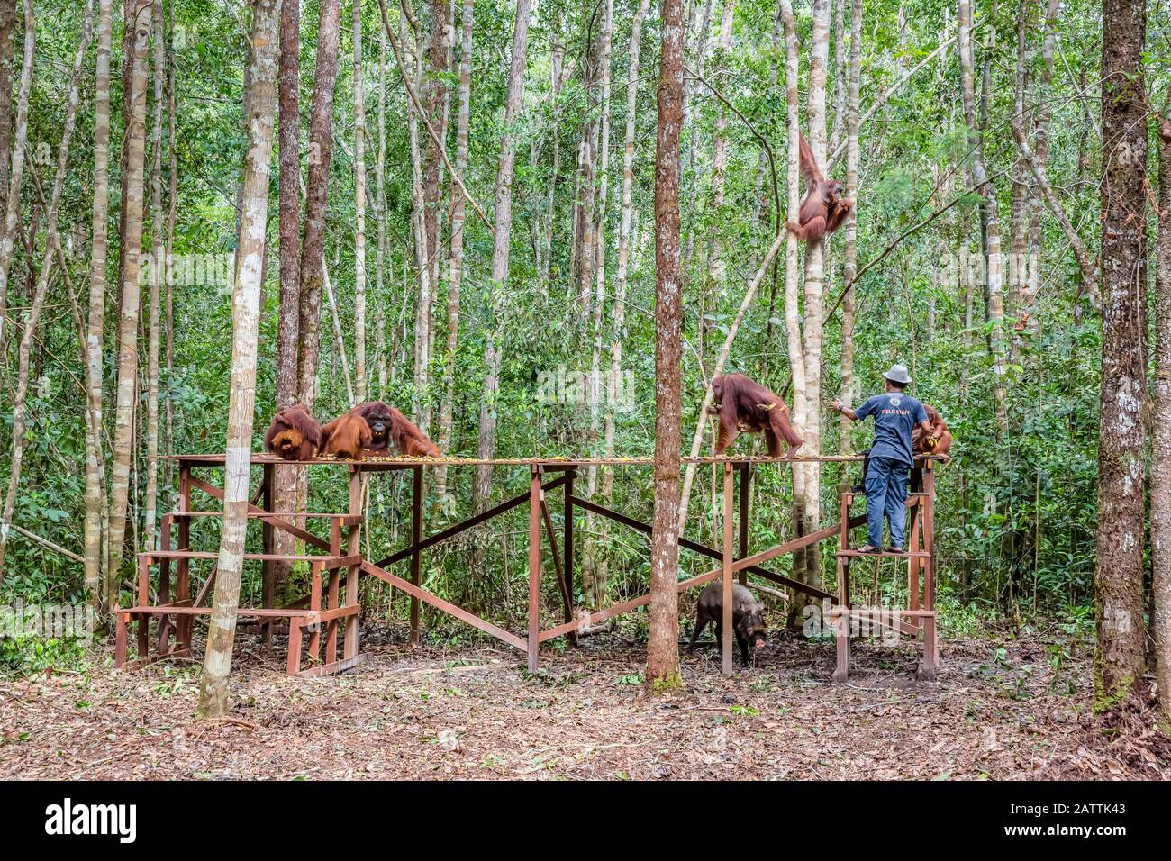 Bornean orangutans, Pongo pygmaeus, at Camp Leakey feeding platform, Borneo, Indonesia Stock Photo