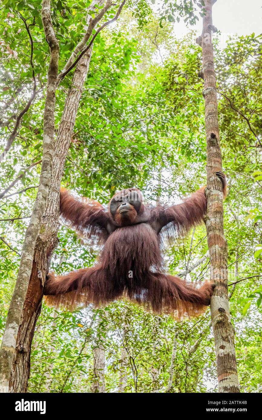 male Bornean orangutan, Pongo pygmaeus, at Camp Leakey feeding platform, Indonesia Stock Photo
