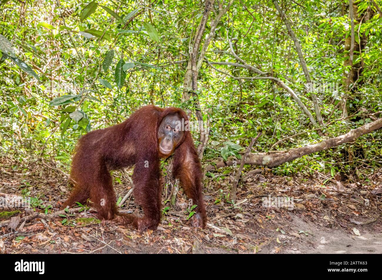 Bornean orangutan, Pongo pygmaeus, Tanjung Puting National Park, Borneo, Indonesia Stock Photo