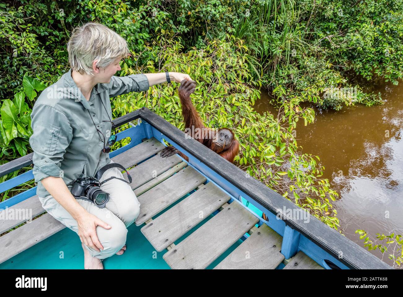 Tourist with male Bornean orangutan, Pongo pygmaeus, Camp Leakey dock, Borneo, Indonesia Stock Photo