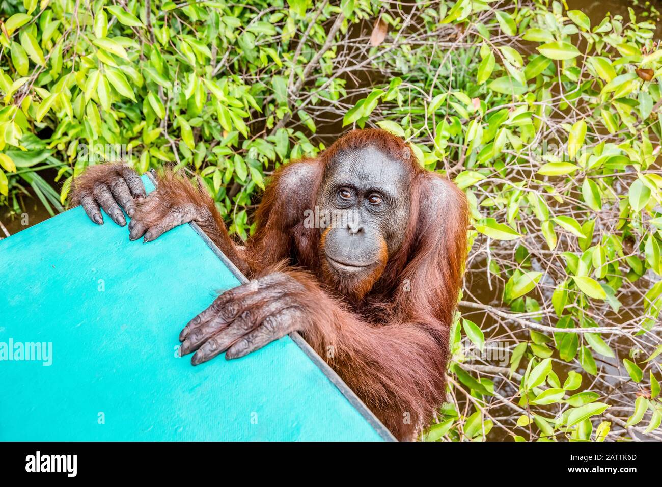 male Bornean orangutan, Pongo pygmaeus, at Camp Leakey dock, Borneo, Indonesia Stock Photo