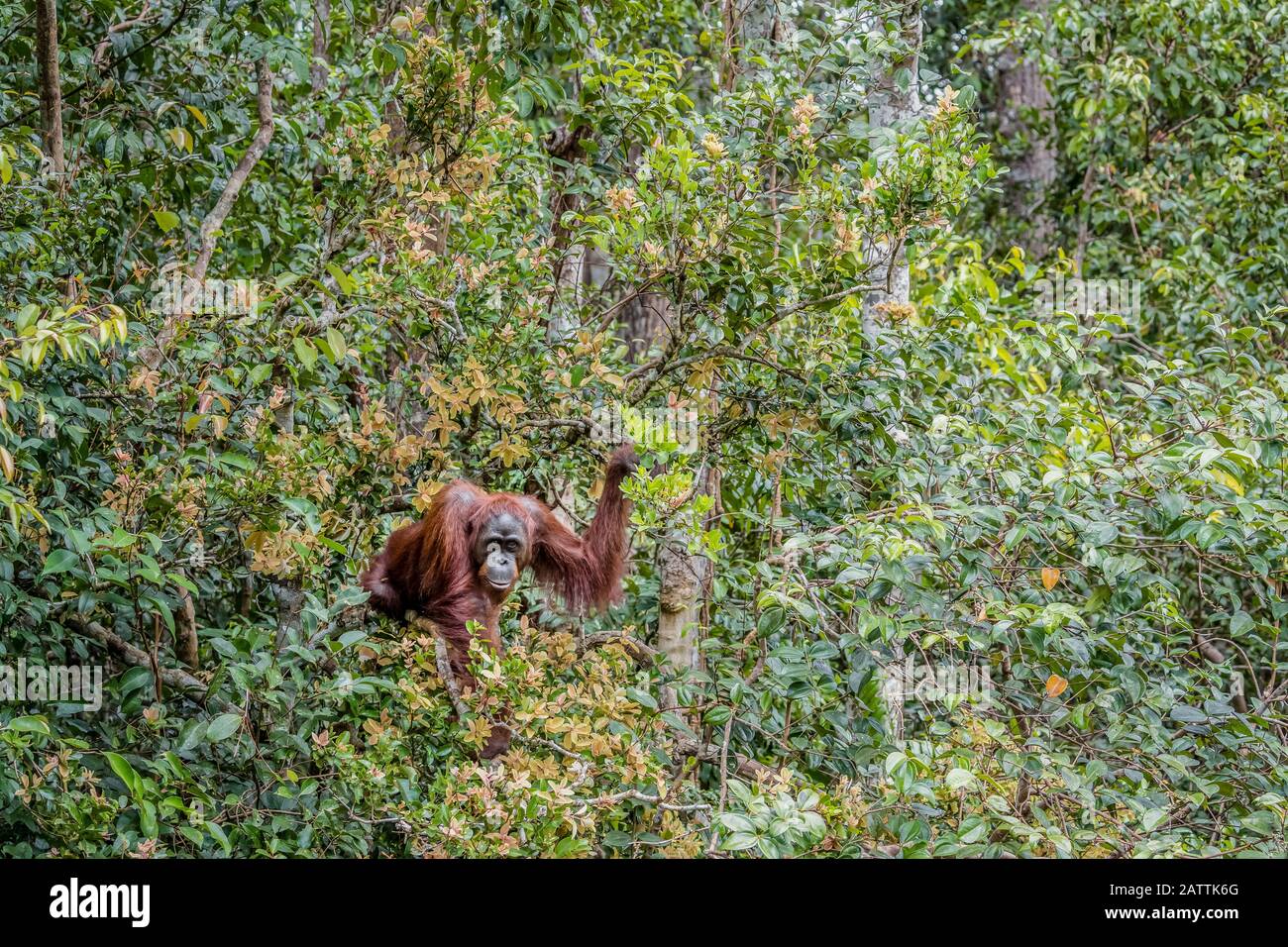 male Bornean orangutan, Pongo pygmaeus, Tanjung Puting National Park, Borneo, Indonesia Stock Photo
