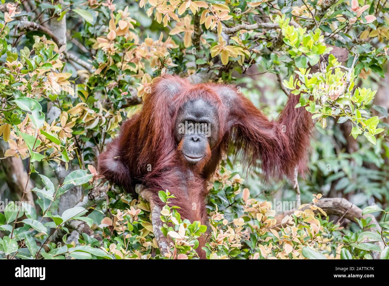 male Bornean orangutan, Pongo pygmaeus, Tanjung Puting National Park, Borneo, Indonesia Stock Photo