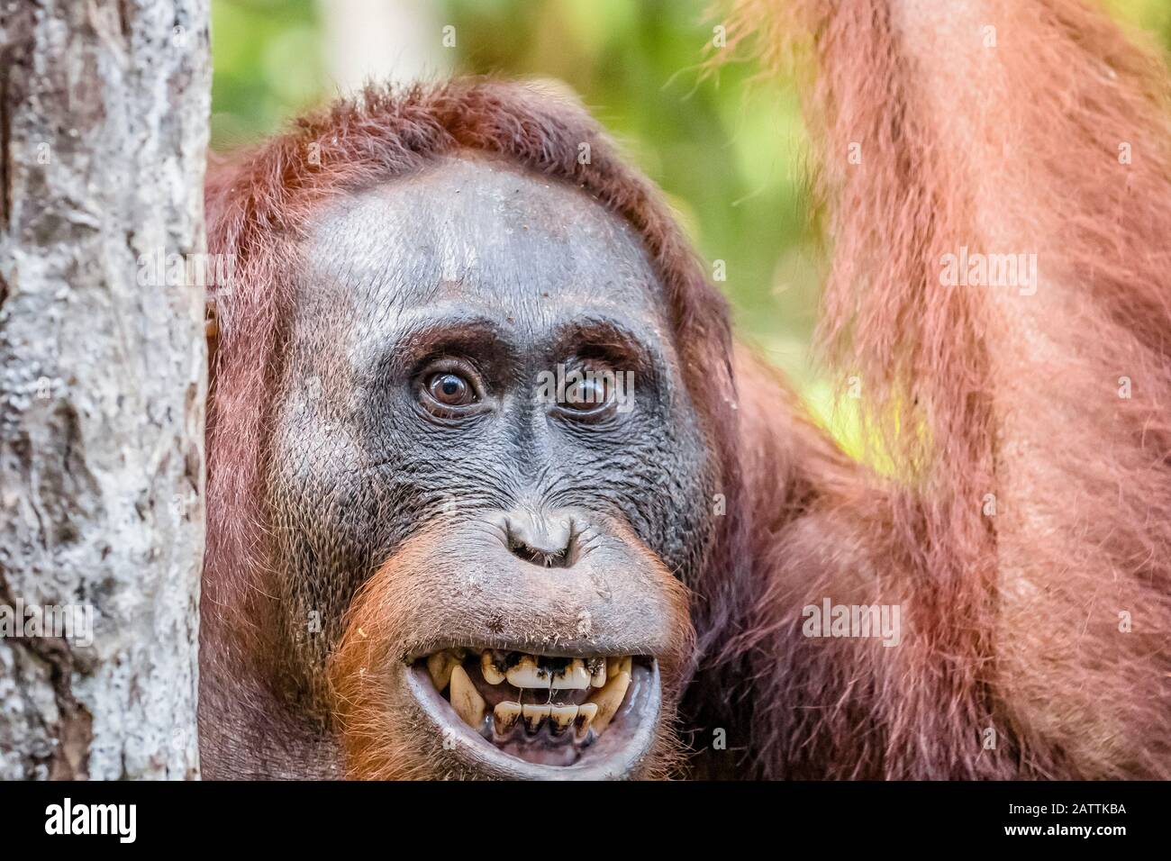 male Bornean orangutan, Pongo pygmaeus, Tanjung Puting National Park, Borneo, Indonesia Stock Photo