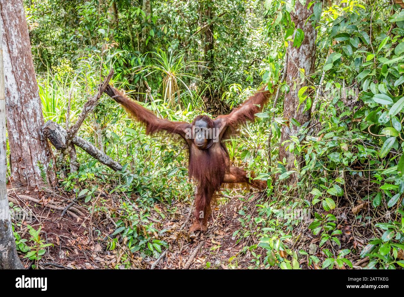 male Bornean orangutan, Pongo pygmaeus, Tanjung Puting National Park, Borneo, Indonesia Stock Photo