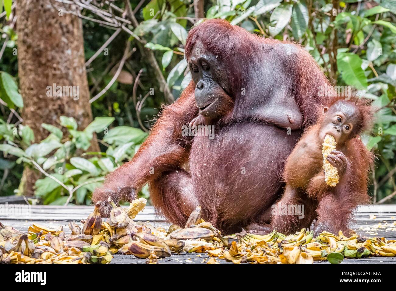 mother and baby Bornean orangutan, Pongo pygmaeus, at feeding platform Pondok Tanggui, Indonesia Stock Photo