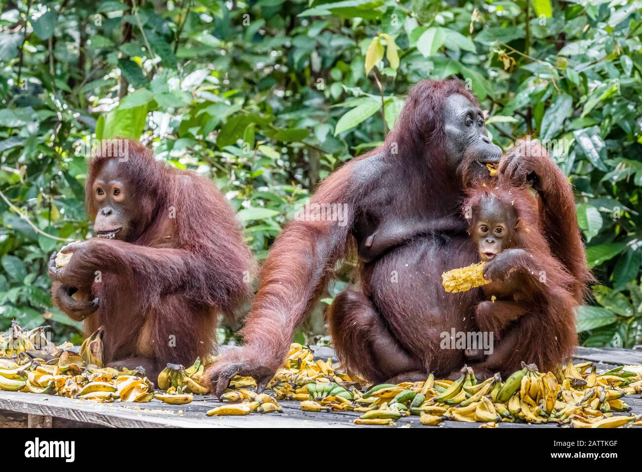 mother and baby Bornean orangutan, Pongo pygmaeus, at feeding platform Pondok Tanggui, Indonesia Stock Photo