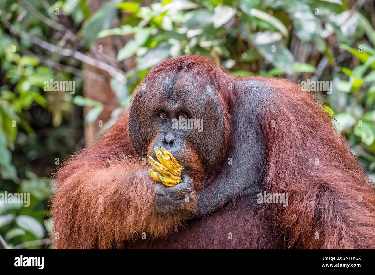 male Bornean orangutan, Pongo pygmaeus, at feeding platform Pondok Tanggui, Borneo, Indonesia Stock Photo
