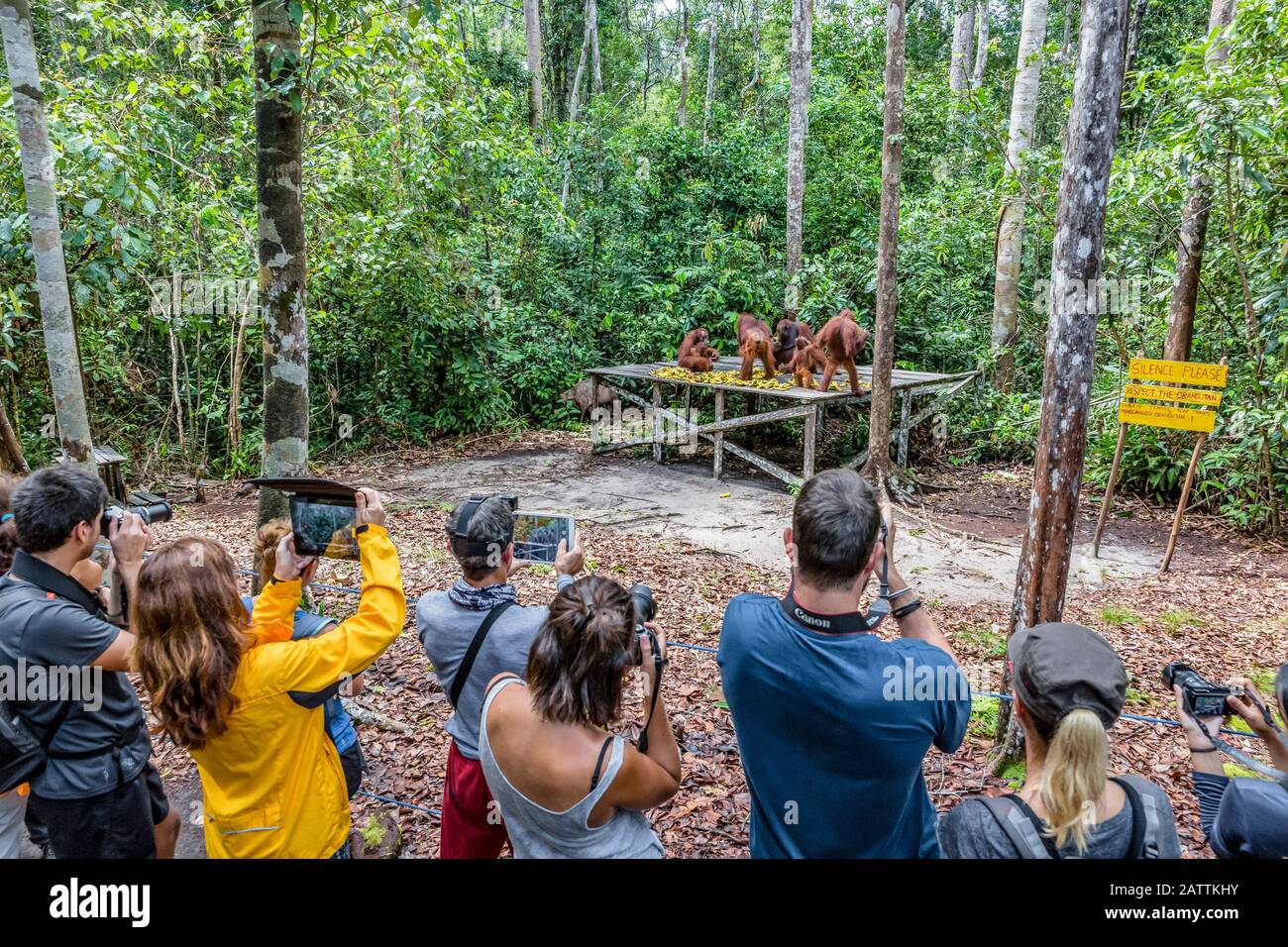 tourists with Bornean orangutans, Pongo pygmaeus, at feeding platform Pondok Tanggui, Borneo, Indonesia Stock Photo