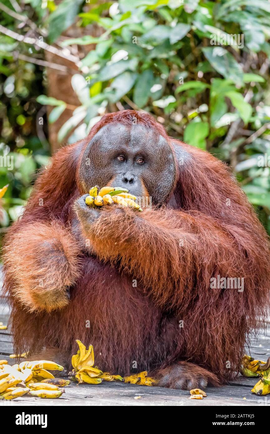 adult male Bornean orangutan, Pongo pygmaeus, Tanjung Harapan, Borneo, Indonesia Stock Photo