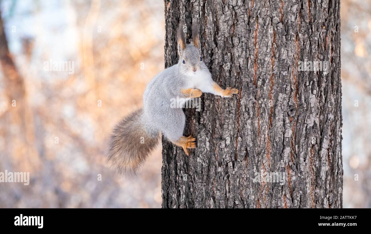 Funny squirrel sitting on a tree trunk in winter. Eurasian red squirrel, Sciurus vulgaris. Copy space white background Stock Photo