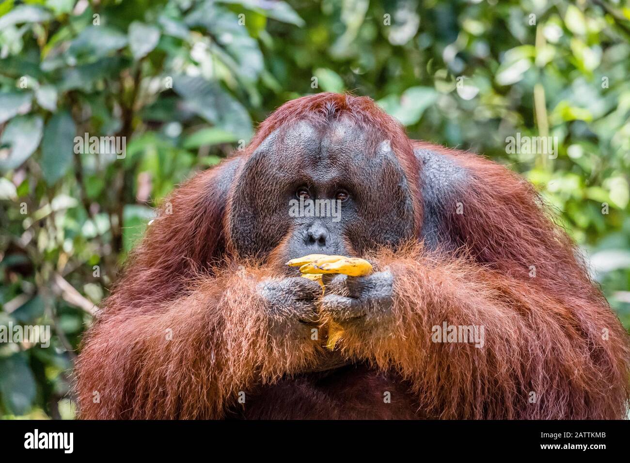 adult male Bornean orangutan, Pongo pygmaeus, Tanjung Harapan, Borneo, Indonesia Stock Photo