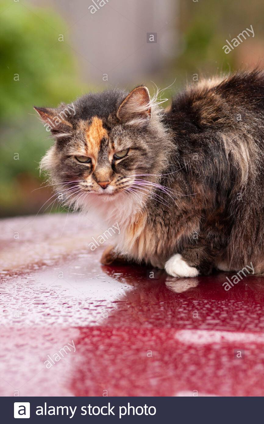 Long Haired Calico Cat Looking At Camera From The Hood Of A Car In
