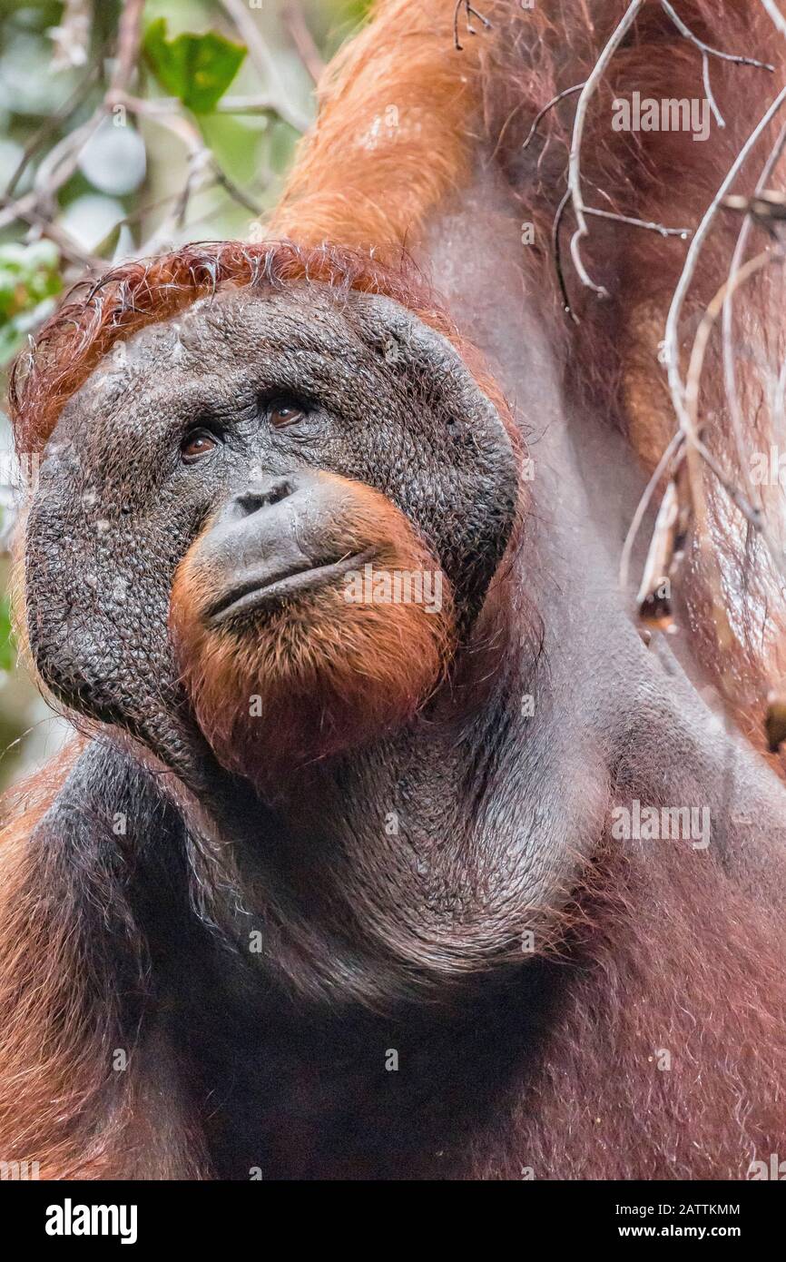 adult male Bornean orangutan, Pongo pygmaeus, Tanjung Harapan, Borneo, Indonesia Stock Photo