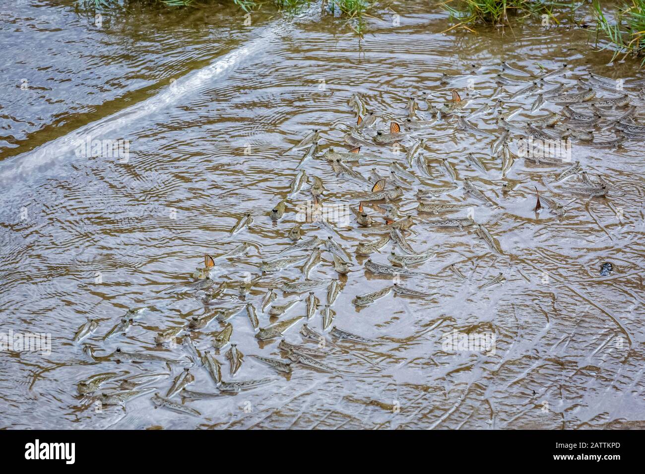 Gold Spotted Mudskipper Periophthalmus Chrysospilos Adult Gathering As The Tide Rises Bako National Park Kuching Division Sarawak Borneo Malay Stock Photo Alamy