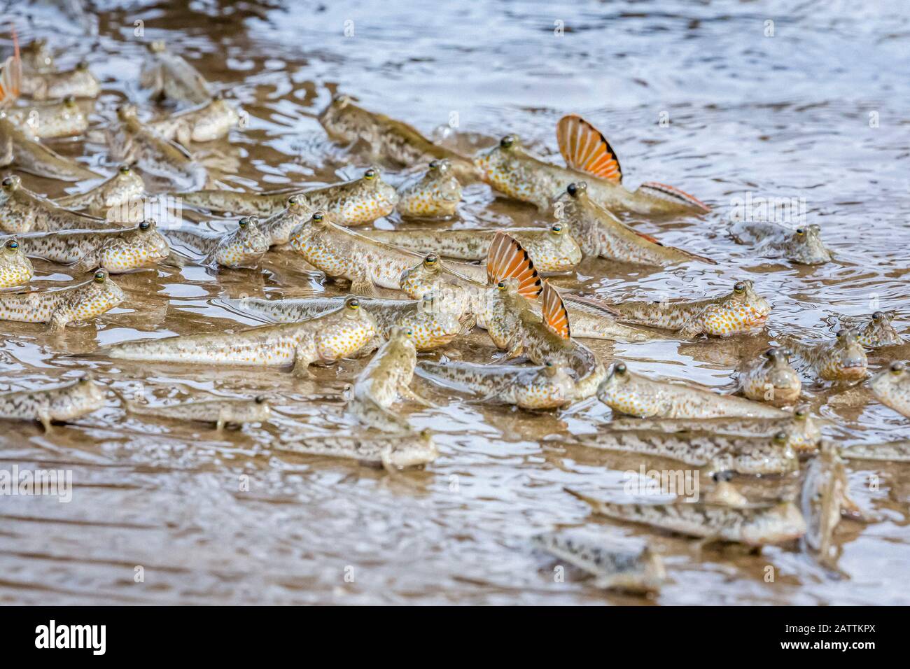 gold-spotted mudskipper, Periophthalmus chrysospilos, adult, gathering as the tide rises, Bako National Park, Kuching Division, Sarawak, Borneo, Malay Stock Photo