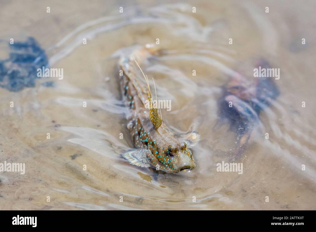 blue-spotted mudskipper, or Boddart's goggle-eyed goby, Boleophthalmus boddarti, adult, swimming at low tide, Bako National Park, Kuching Division, Sa Stock Photo