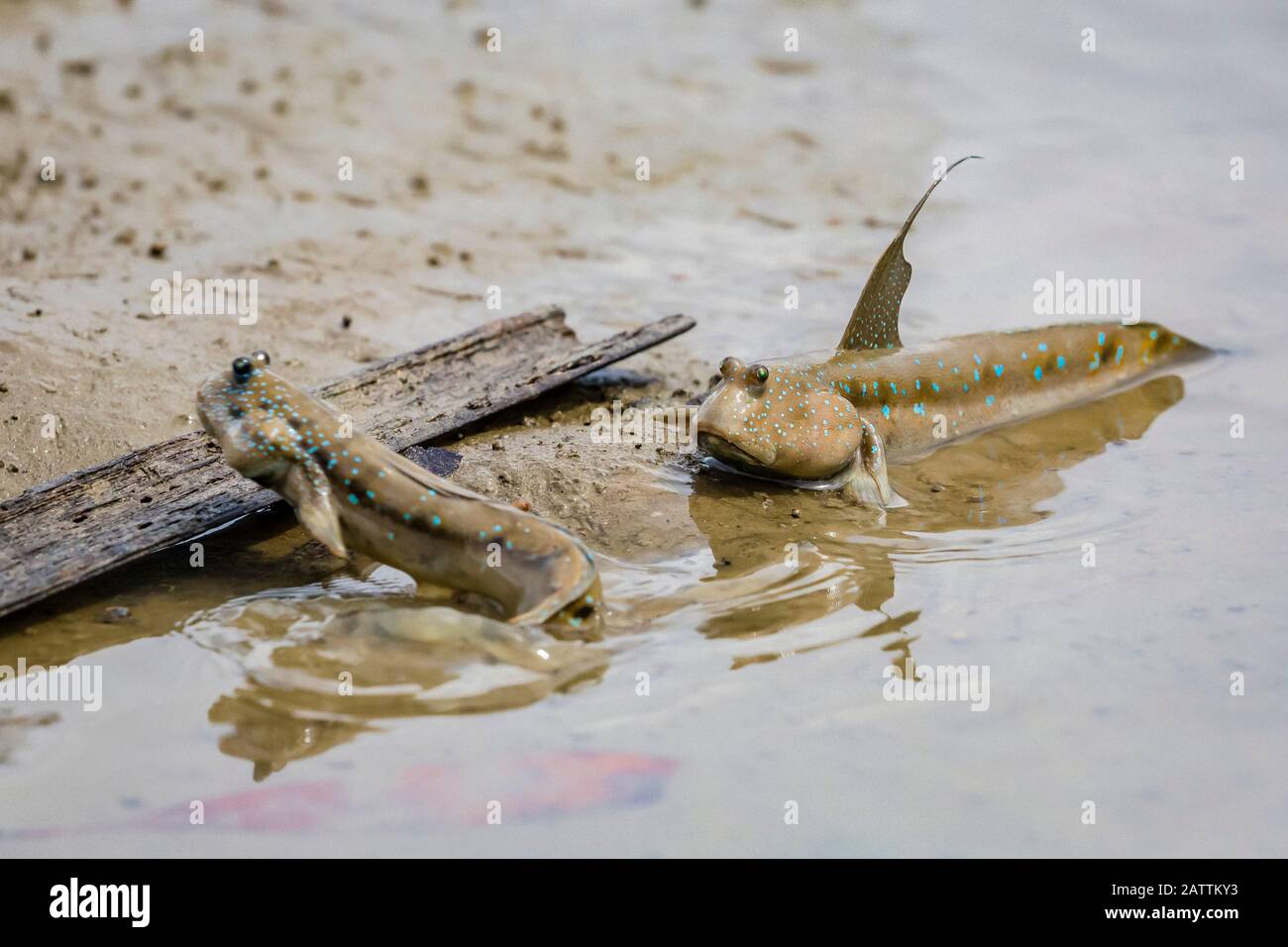 blue-spotted mudskipper, or Boddart's goggle-eyed goby, Boleophthalmus boddarti, adult, territorial display at low tide, Bako National Park, Kuching D Stock Photo
