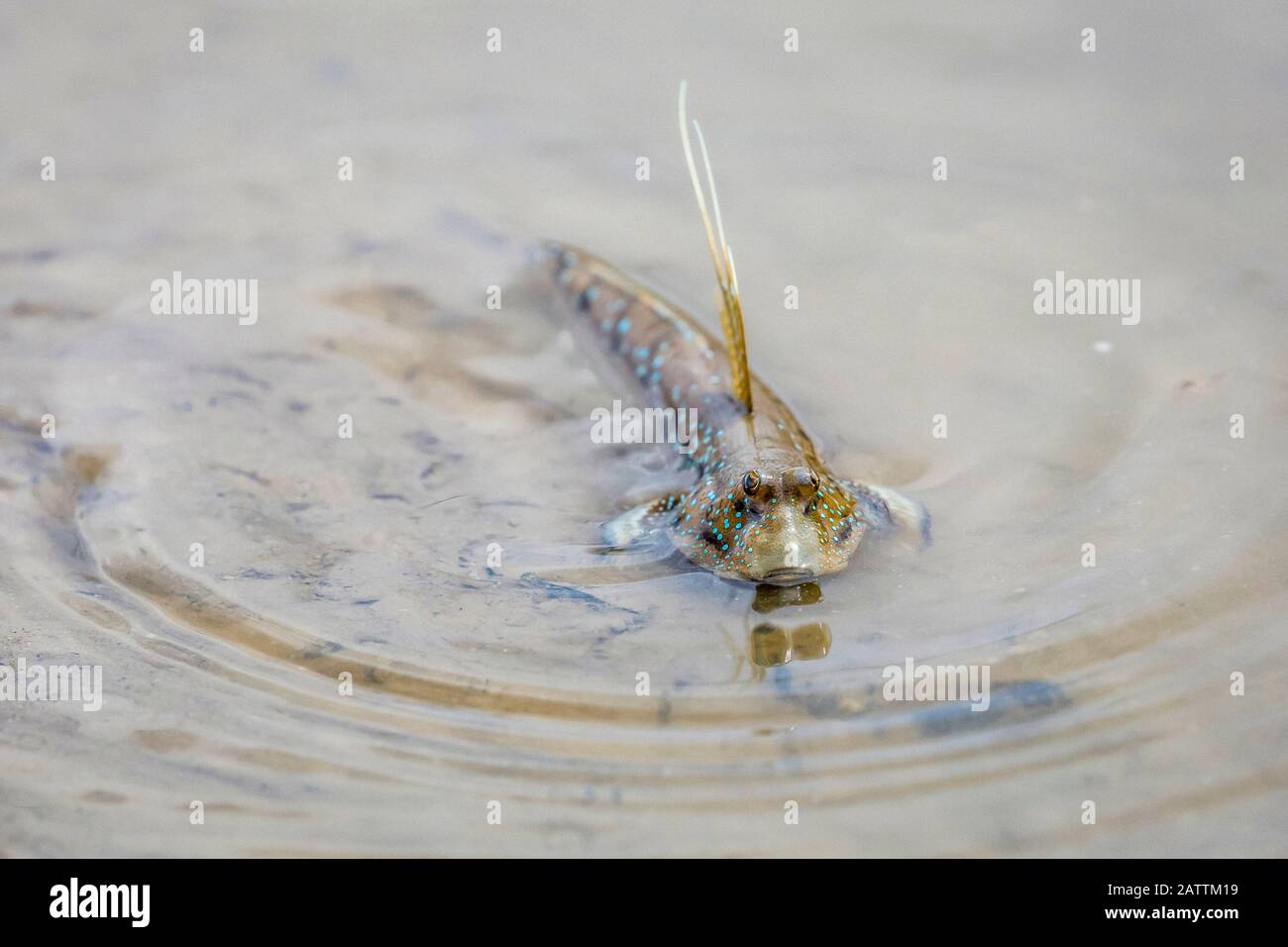 bluespotted mudskipper, or Boddart's goggleeyed goby, Boleophthalmus